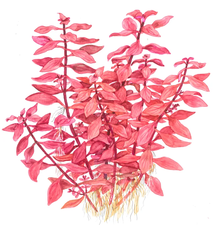 Ilustração aquarela de planta aquática com folhas rosadas e raízes amarelas