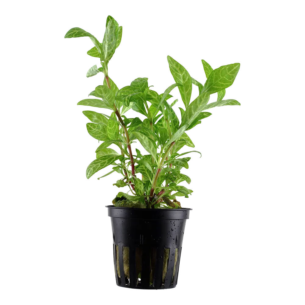 Planta verde em vaso de plástico preto com fundo branco
