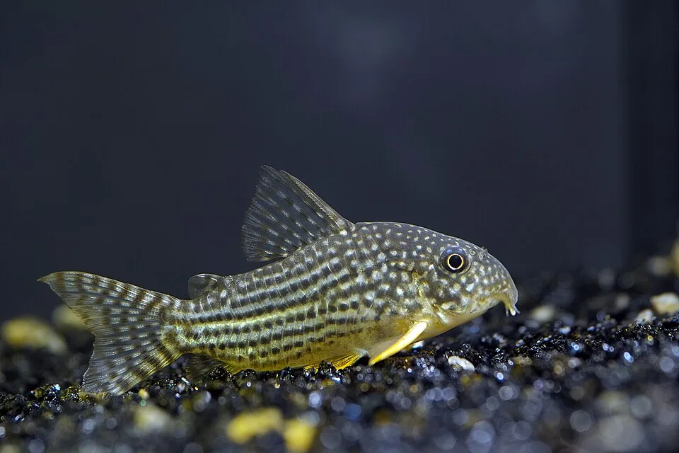 Peixe Corydoras com listas amarelas e pretas num aquário com cascalho escuro.
