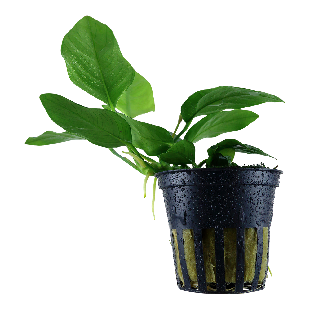 Planta em vaso preto de plástico com folhas verdes e gotas de água