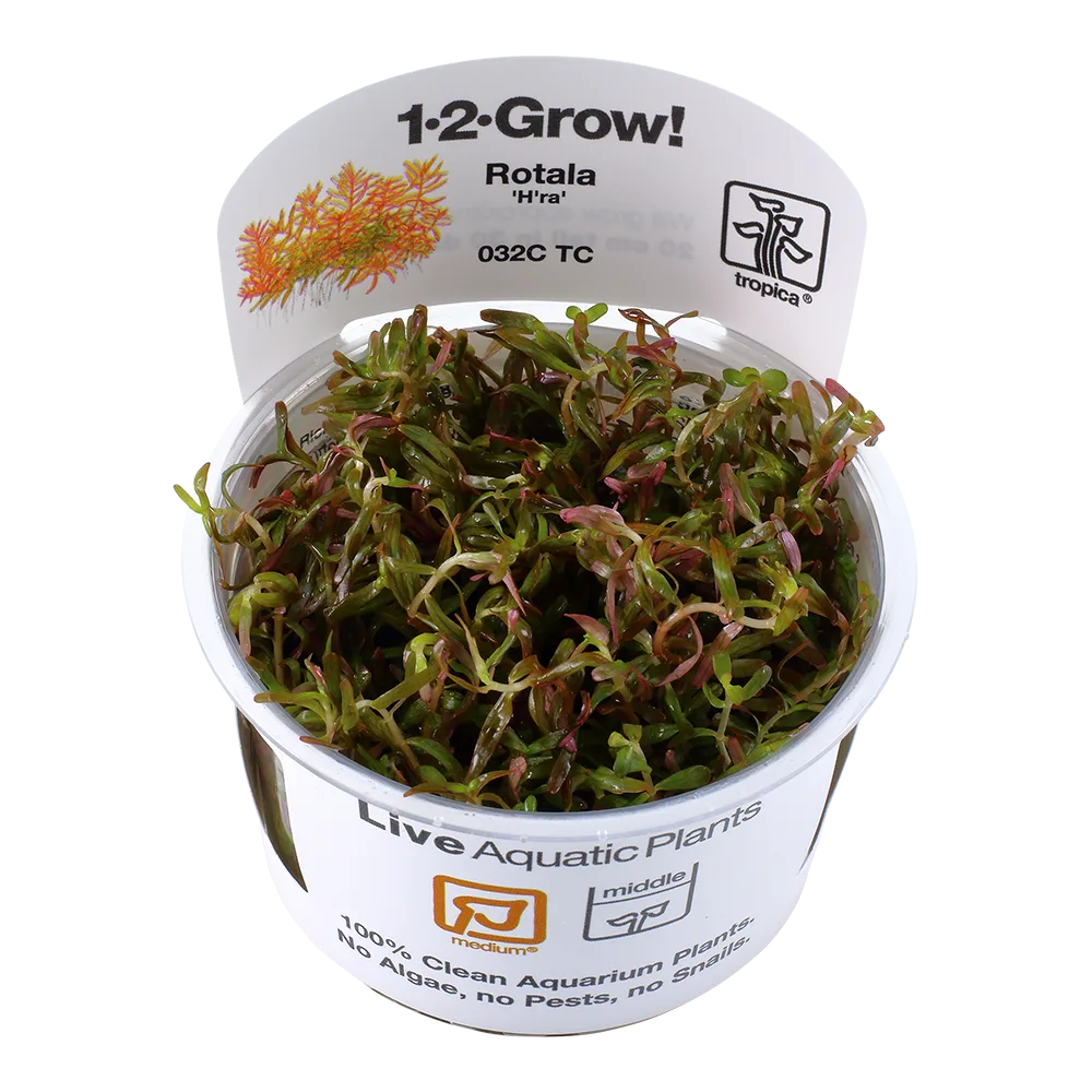 Planta aquática viva Rotala Hra em copo com rótulo branco