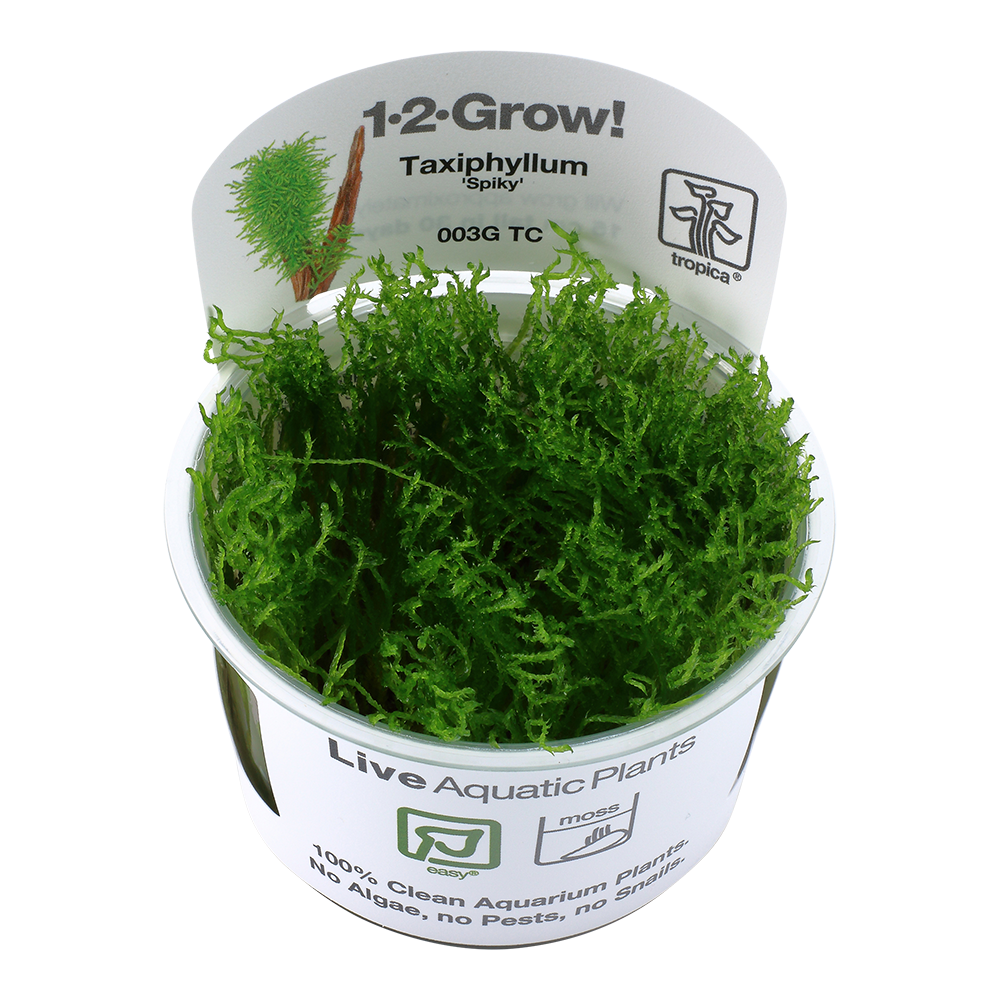 Planta aquática viva Taxiphyllum Spiky em recipiente branco com texto e musgo verde