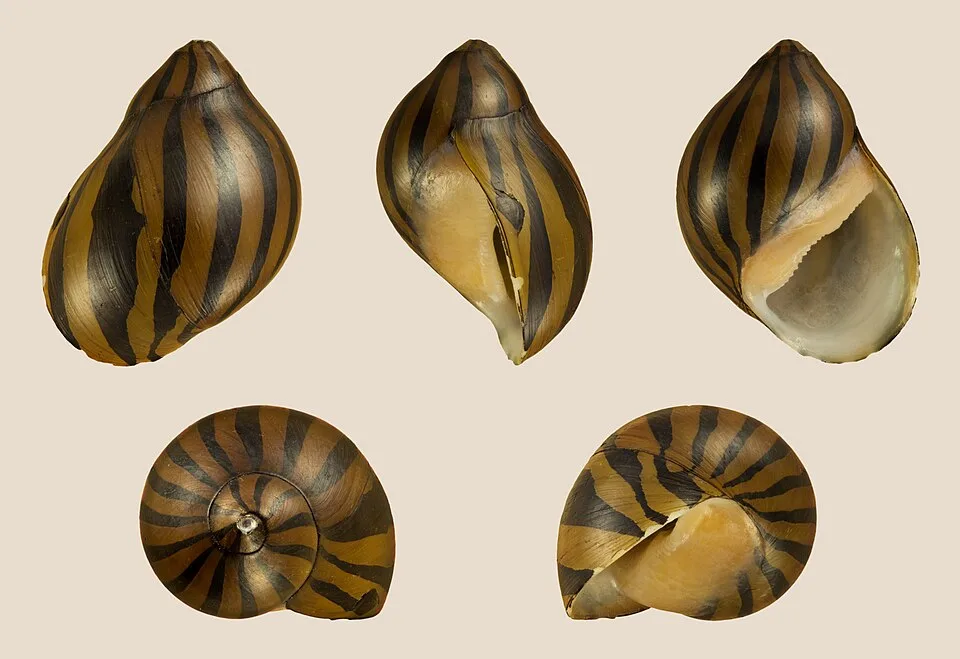 Conchas espiraladas com riscas pretas e castanhas sobre fundo bege