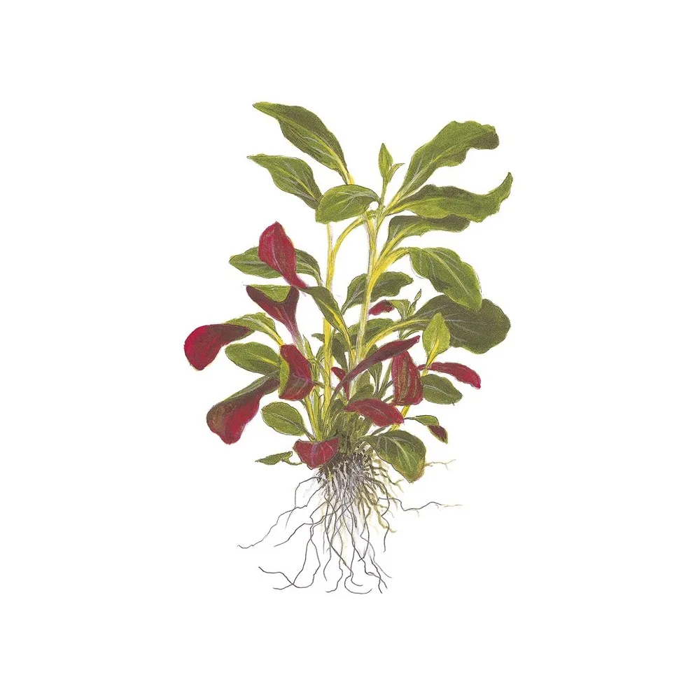 Ilustração de planta com folhas verdes e vermelhas e raízes visíveis