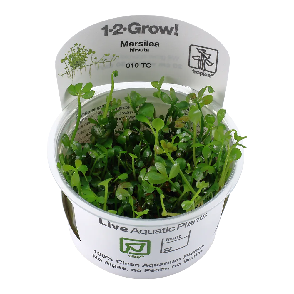 Vaso de planta aquática Marsilea hirsuta em embalagem com rótulos informativos