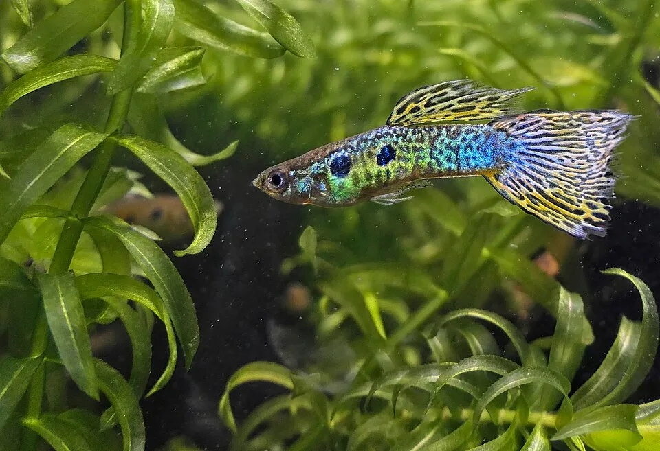 Peixe guppy colorido nadando entre plantas aquáticas verdes