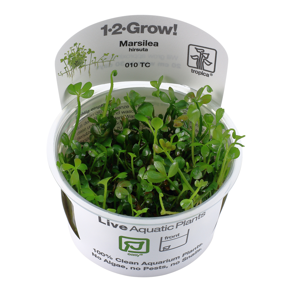 Plantas aquáticas verdes Marsilea hirsuta em vaso transparente com etiqueta branca