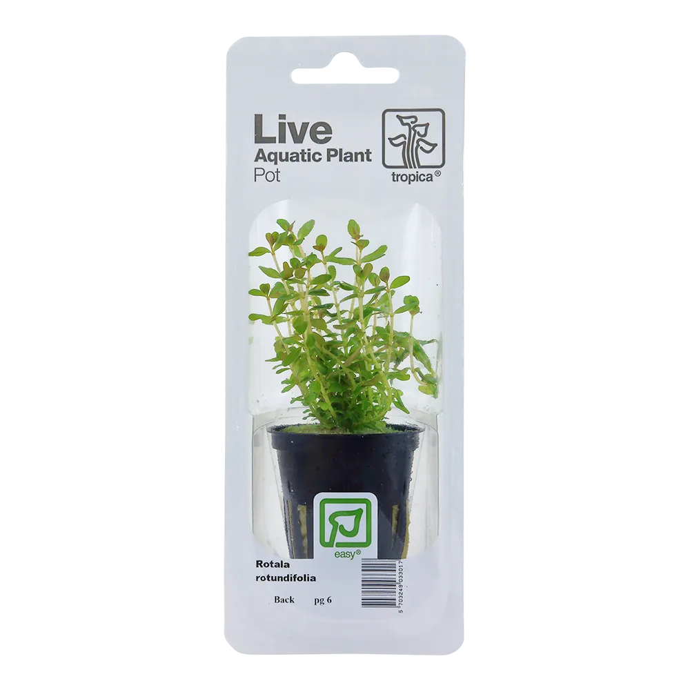 Planta aquática viva Rotala rotundifolia em vaso dentro de embalagem