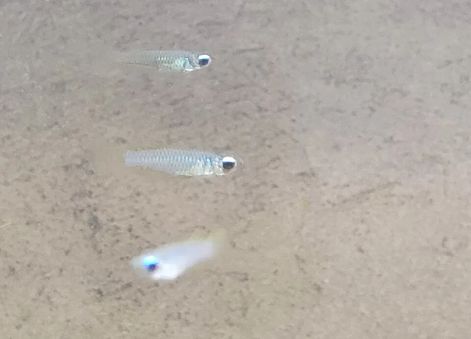 Três peixes pequenos translúcidos com olhos azuis na água clara