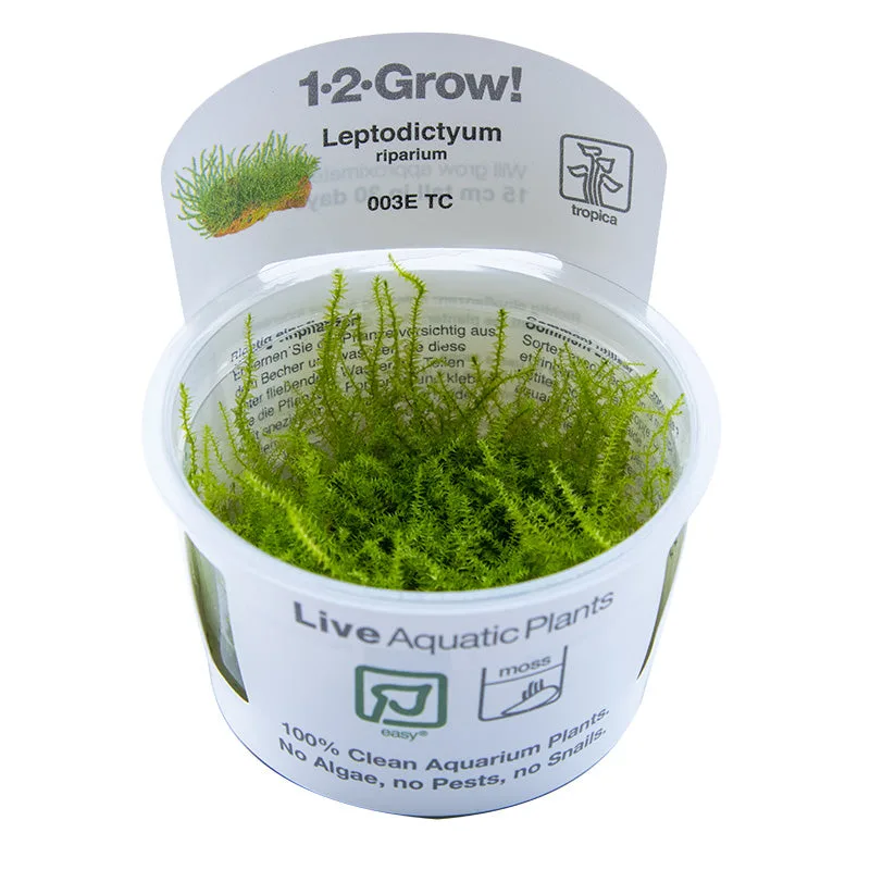 Musgo aquático Leptodictyum riparium em vaso plástico com etiqueta 1·2·Grow!