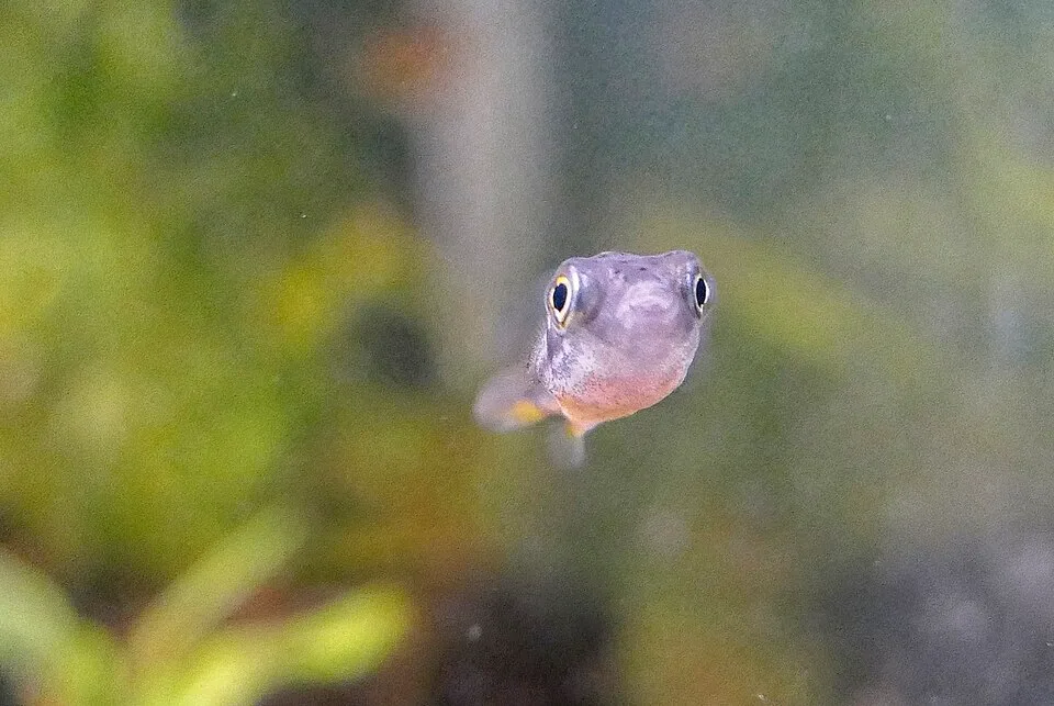 Peixe cinzento pequeno visto de frente em ambiente aquático desfocado
