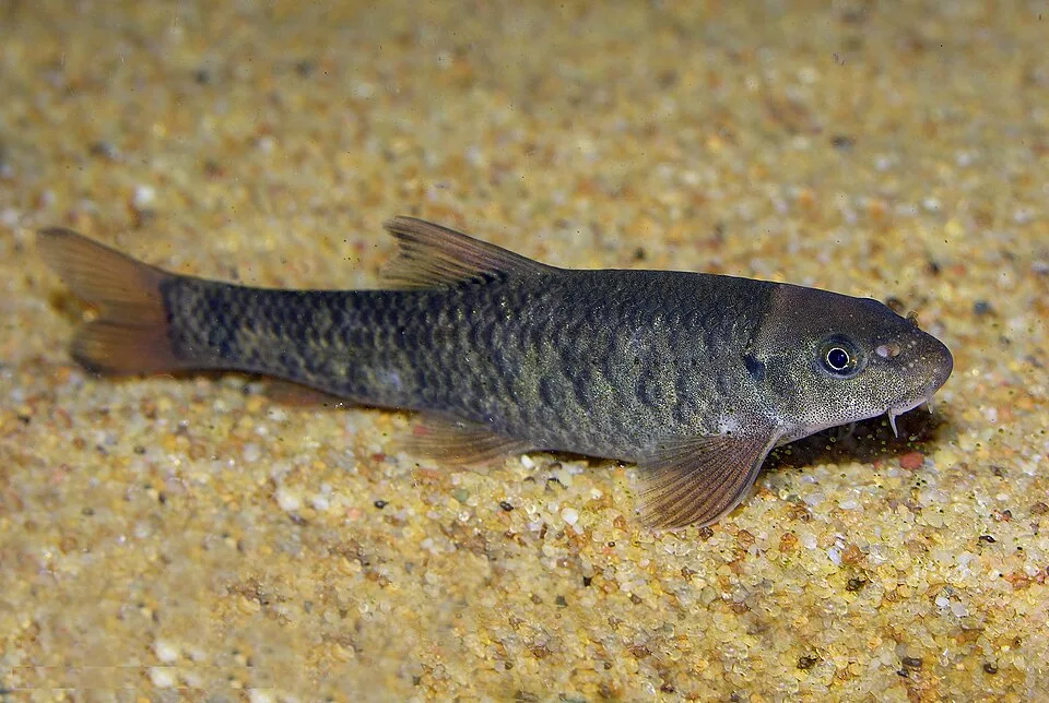 Peixe cinza-escuro com barbatanas translúcidas sobre areia amarela
