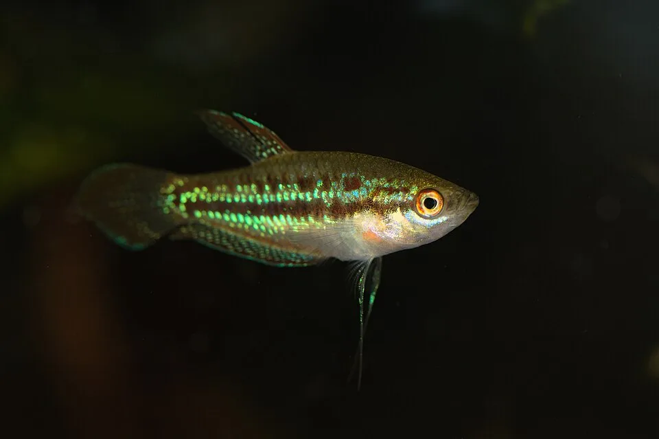 Peixe pequeno com escamas brilhantes verdes e douradas em fundo escuro