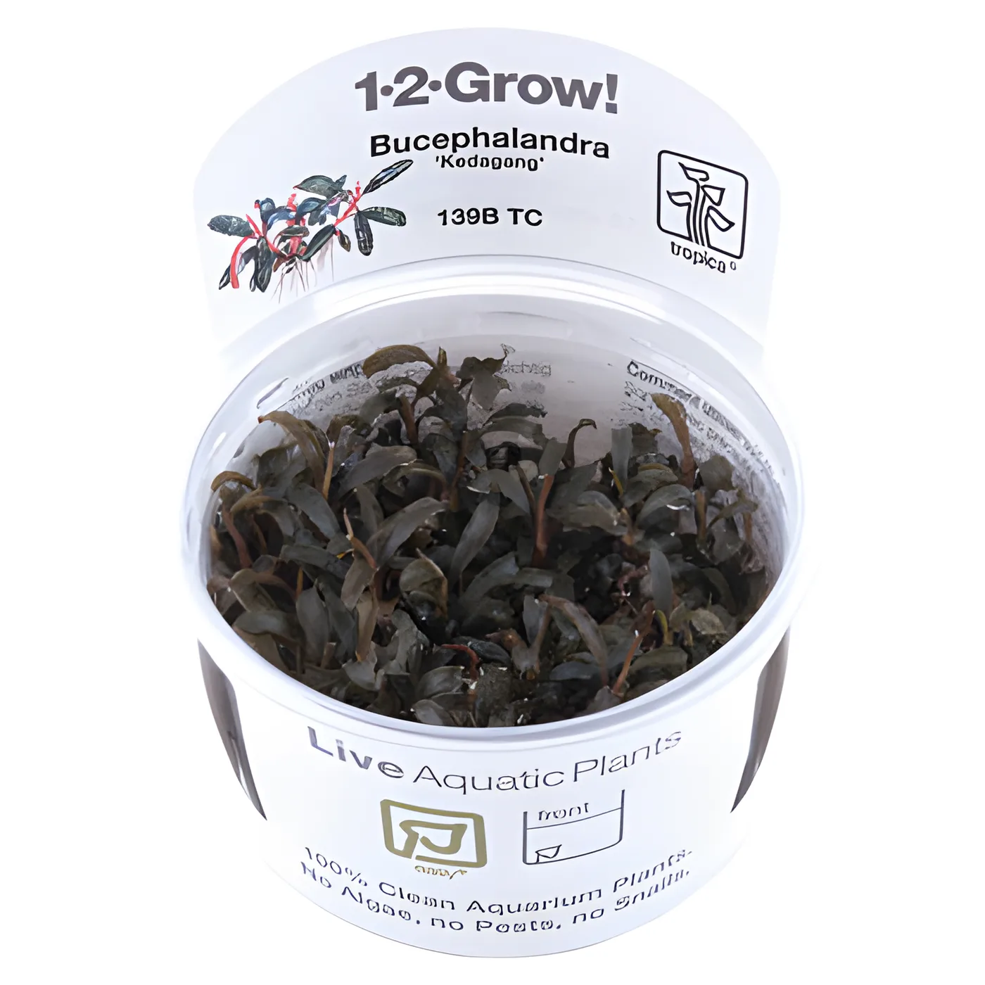 Plantação de Bucephalandra Kodopono num recipiente com tampa branca e texto 1-2-Grow!