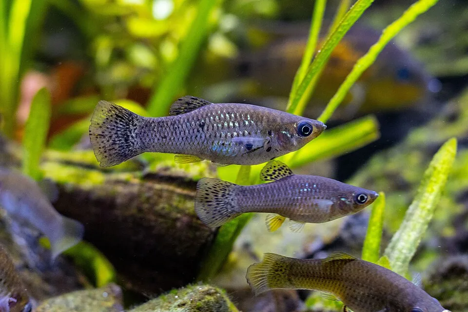 Três peixes pequenos cinza azulados em aquário com plantas verdes e rochas.