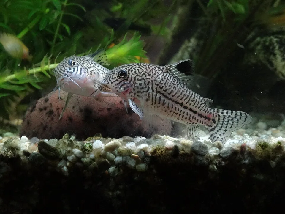Dois peixes Corydoras com padrões preto e branco em aquário com plantas e cascalho