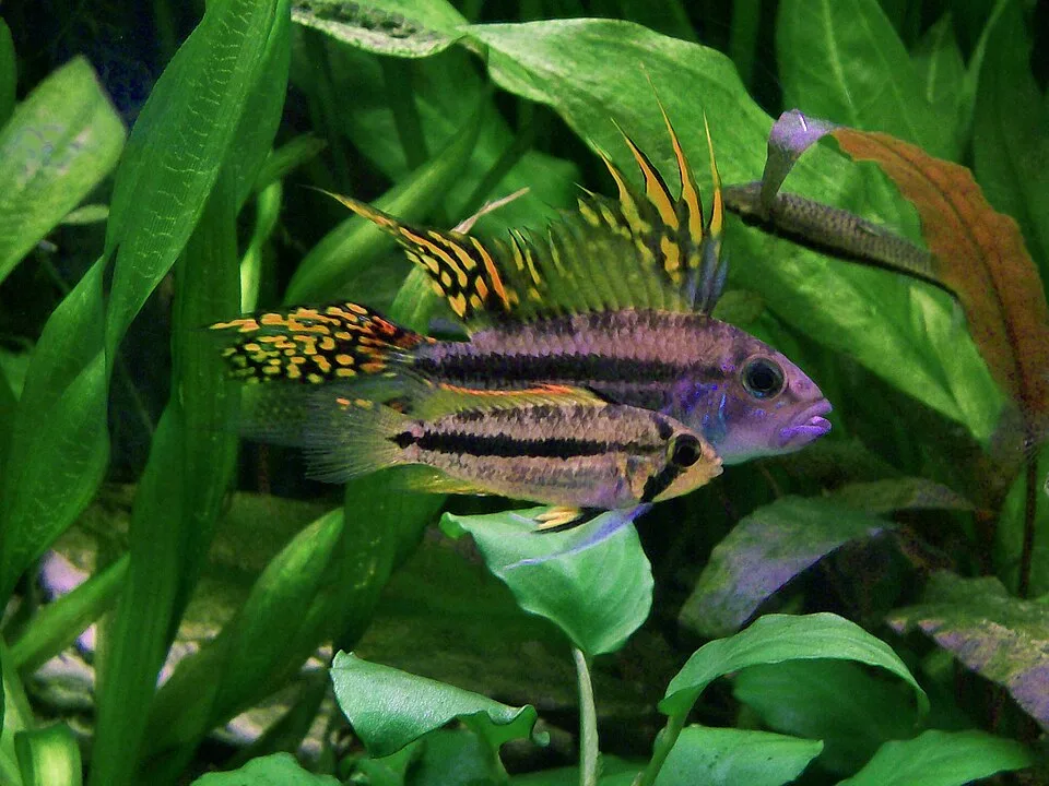 Peixes tropicais com linhas negras e nadadeiras amarelas em aquário verde