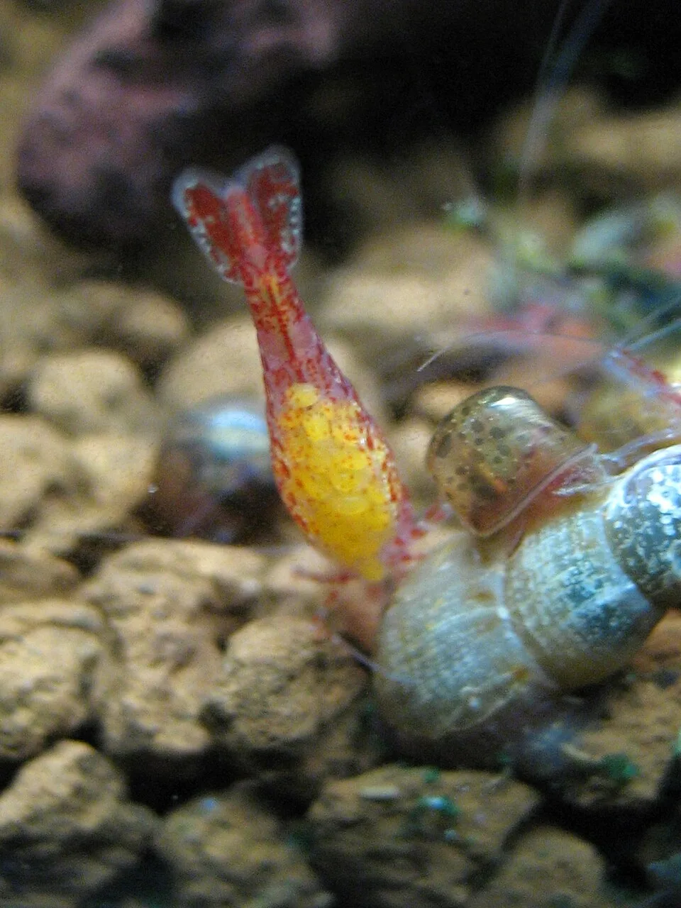 Camarão amarelo e vermelho ao lado de concha de caracol em cascalho