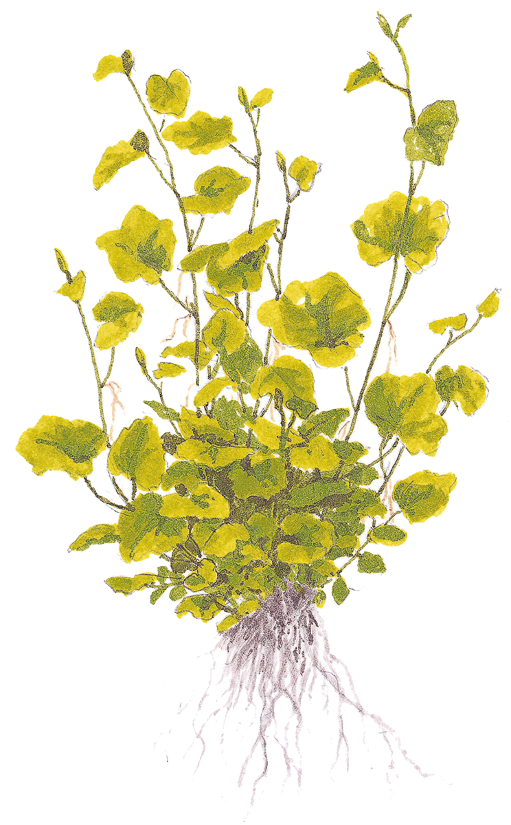 Ilustração de planta com folhas amarelas e verdes e raízes