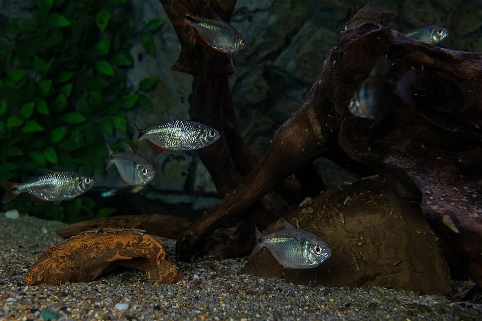 Peixes prateados num aquário com cascalho e troncos decorativos castanhos