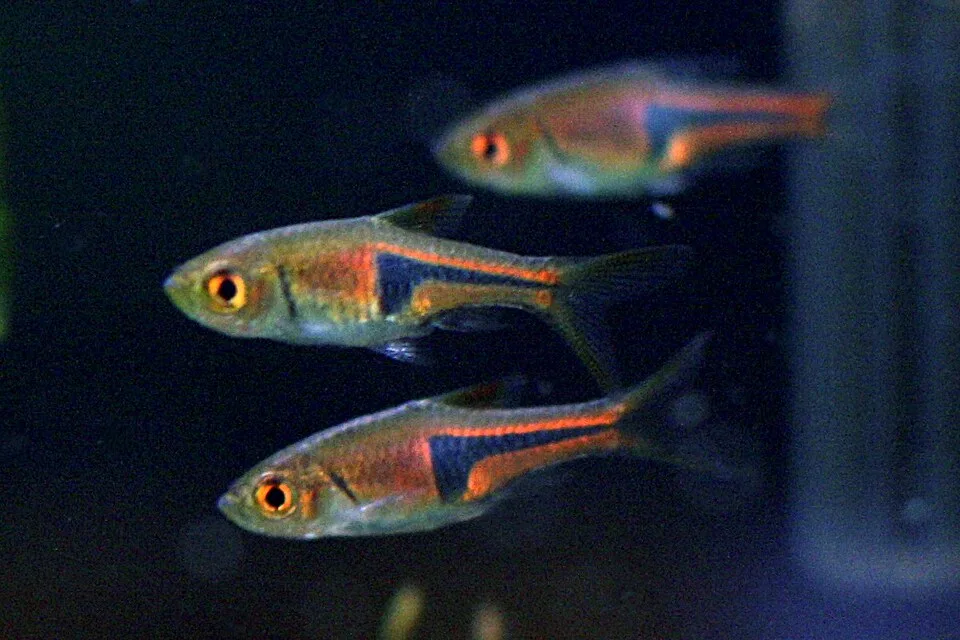 Peixes pequenos cinza e laranja num aquário escuro