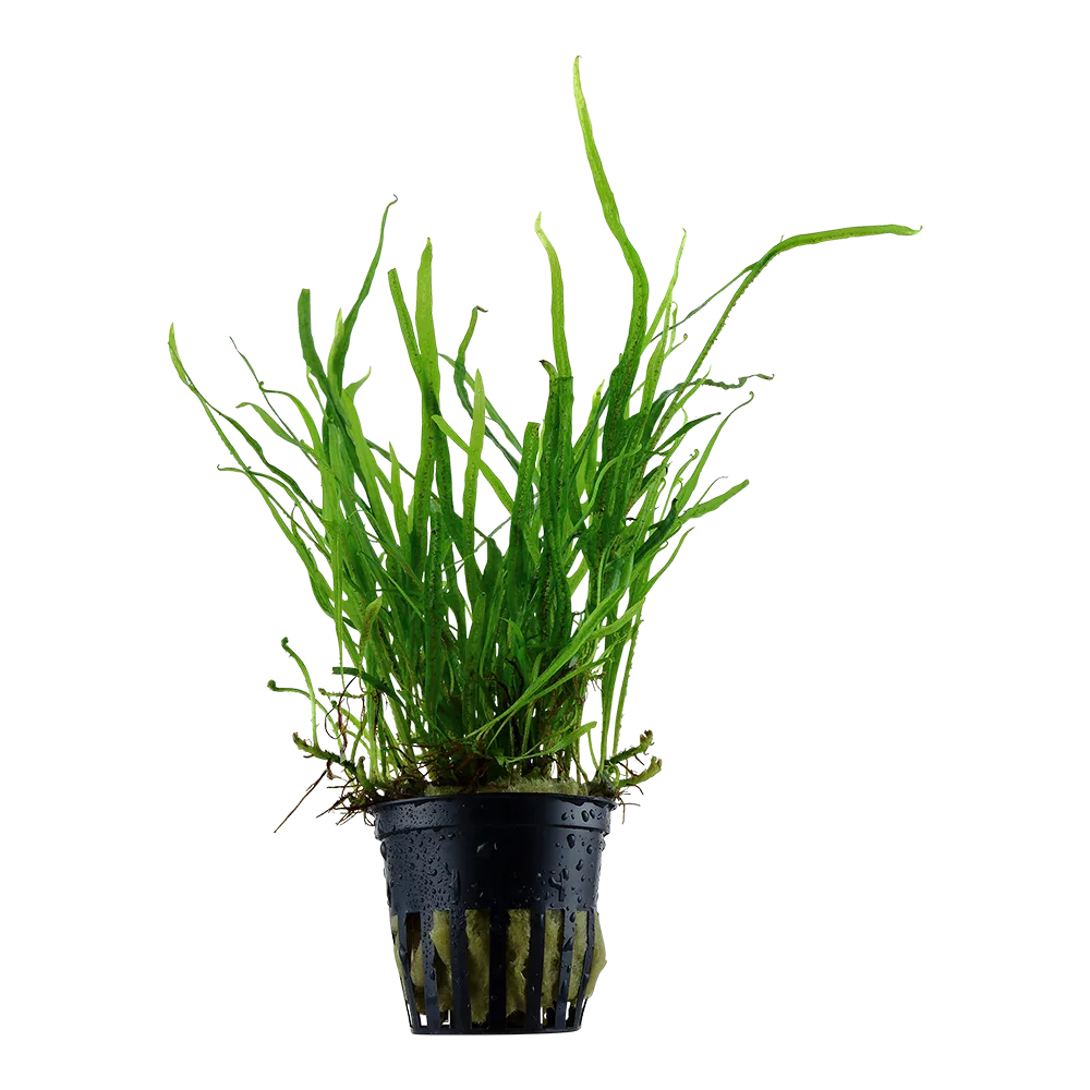 Planta aquática verde num vaso de plástico preto com substrato.