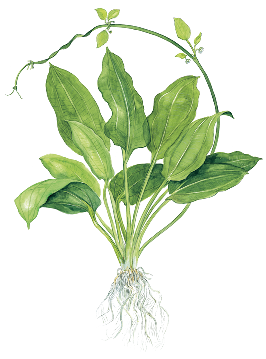 Ilustração botânica de planta com folhas verdes e raízes expostas