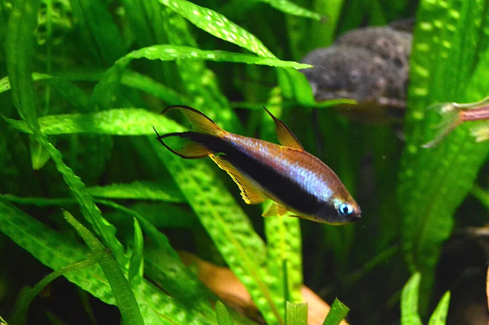 Peixe de aquário laranja metálico com nadadeiras negras e amarelas em plantas aquáticas verdes