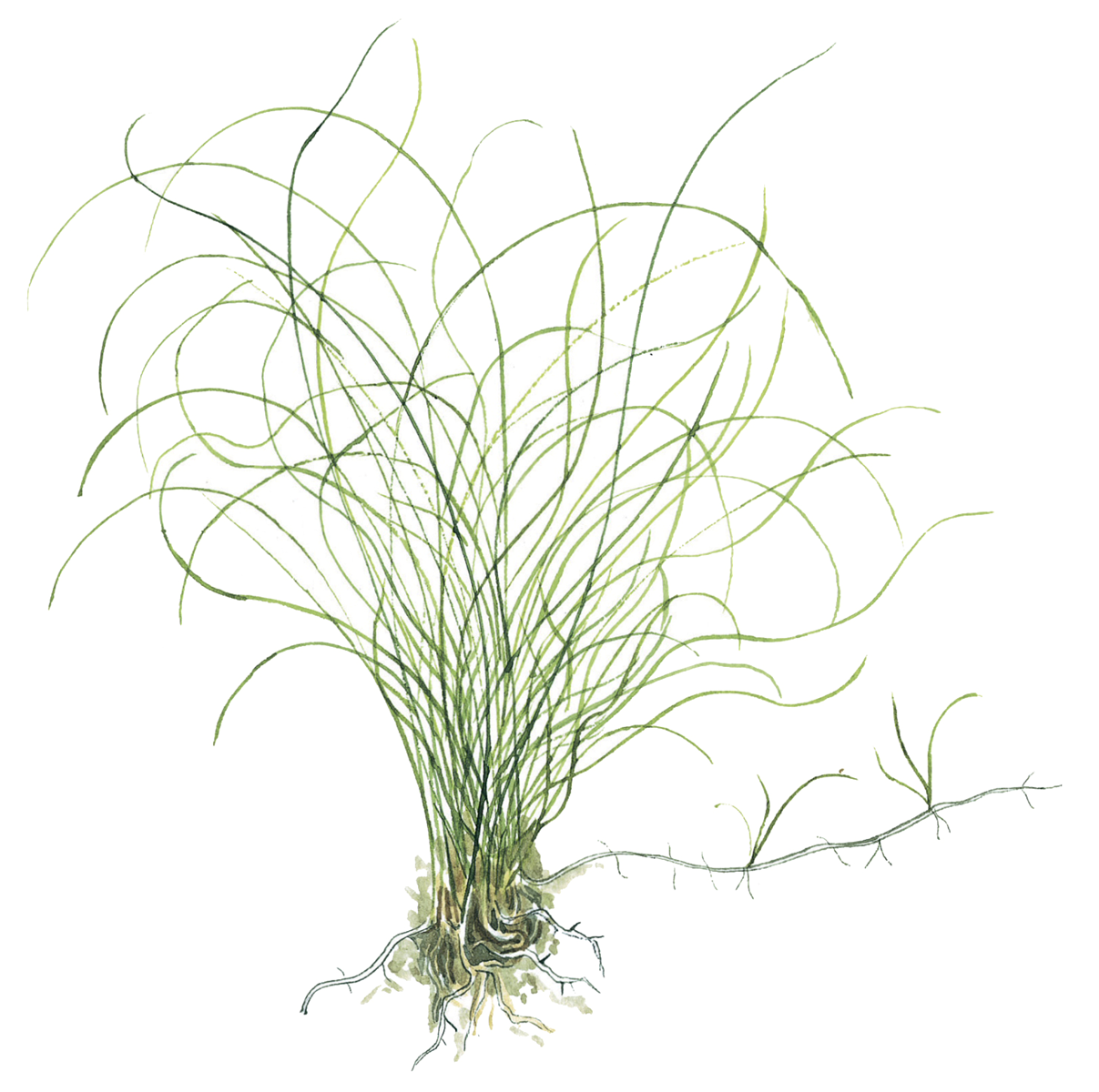 Planta com folhas finas e longas verdes e raízes expostas