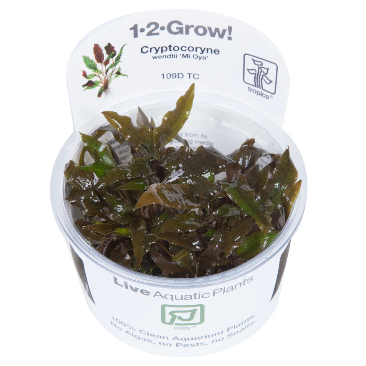 Planta aquática Cryptocoryne wendtii Mi Oya em copo plástico com rótulo branco