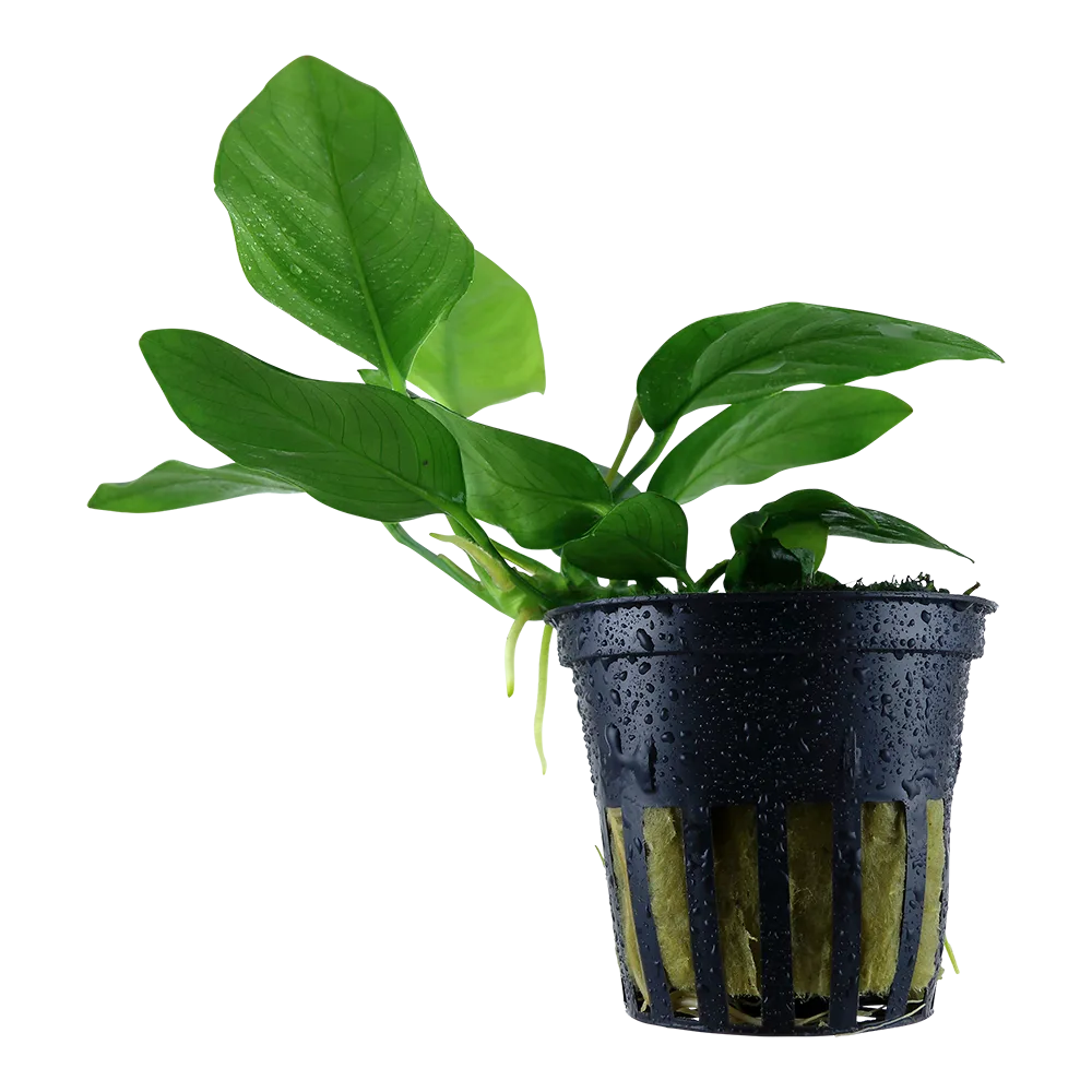 Planta com folhas verdes em vaso preto com gotas de água