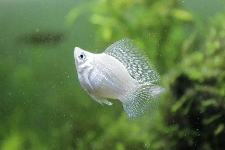 Peixe ornamental branco com nadadeiras translúcidas e padrão azul no aquário