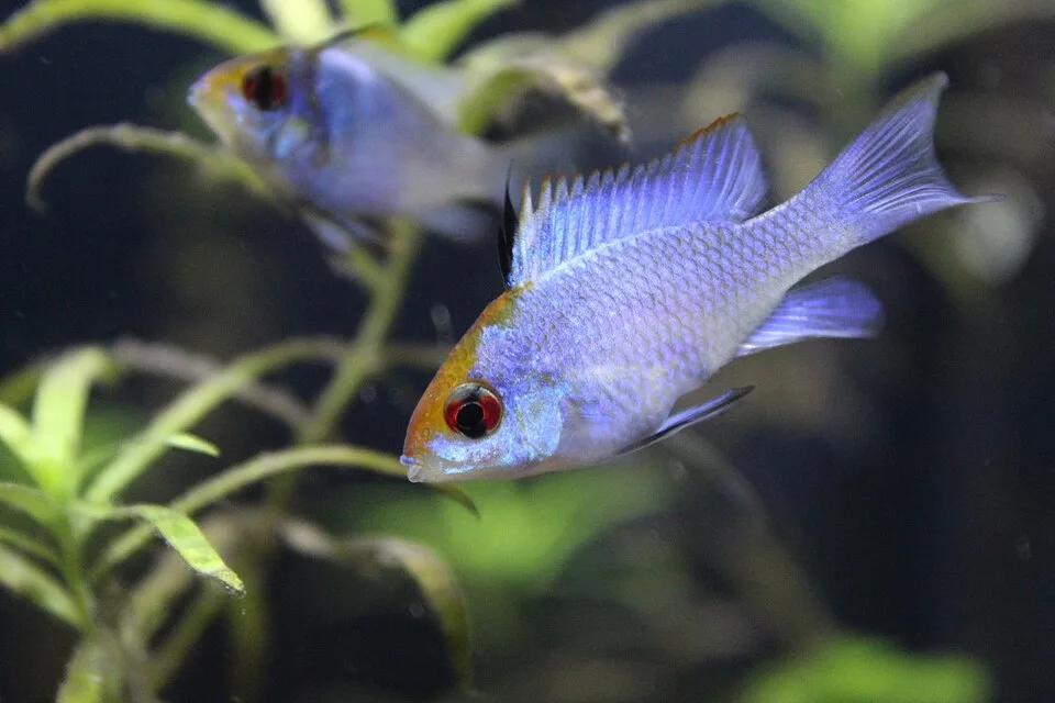 Peixes azuis com olhos vermelhos nadando em aquário com plantas verdes