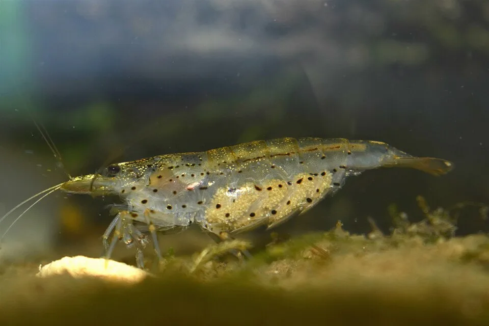 Camarão de água doce translúcido com manchas pretas e douradas em ambiente aquático