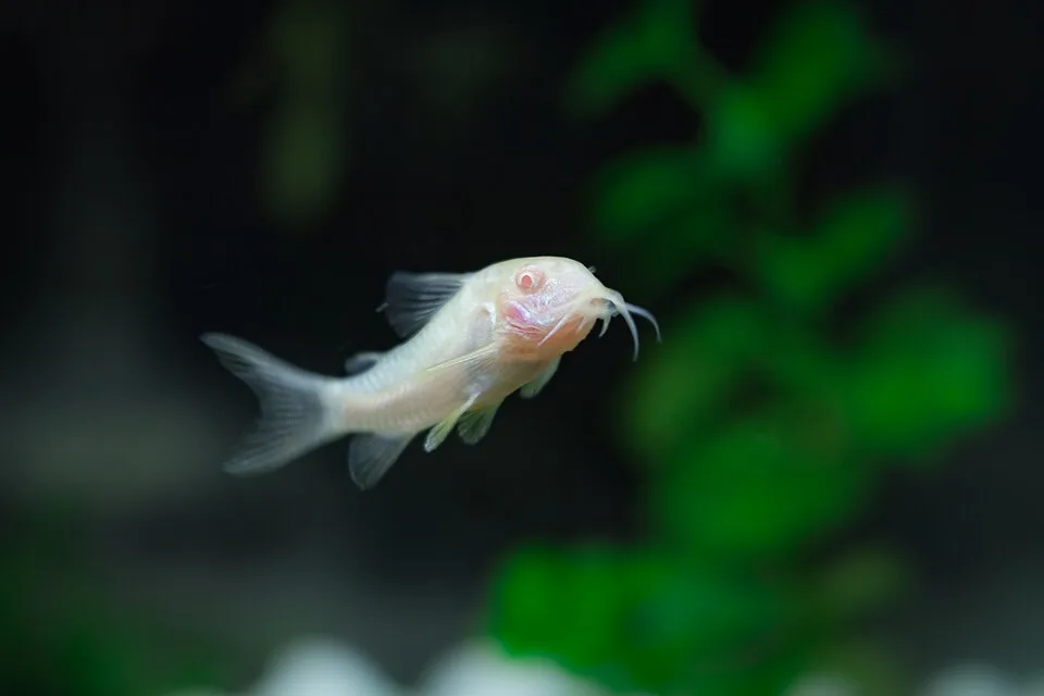 Peixe albino com olhos rosados em ambiente aquático