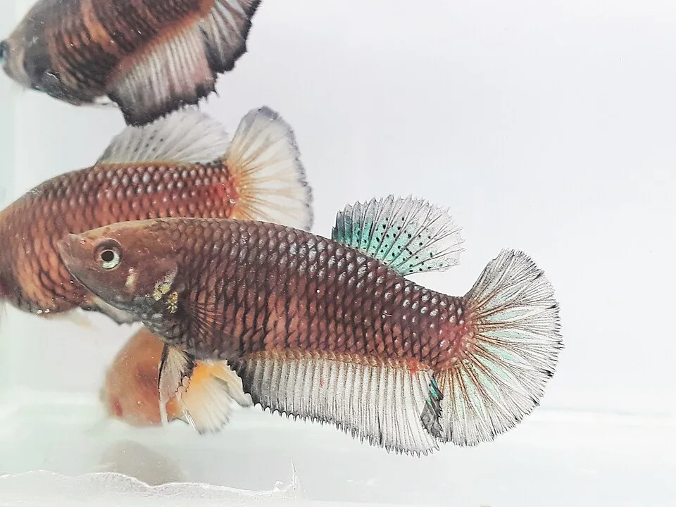 Peixe Betta castanho com barbatanas azul esverdeadas em fundo branco
