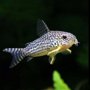 Peixe de água doce com padrões cinza e branco em fundo aquático escuro