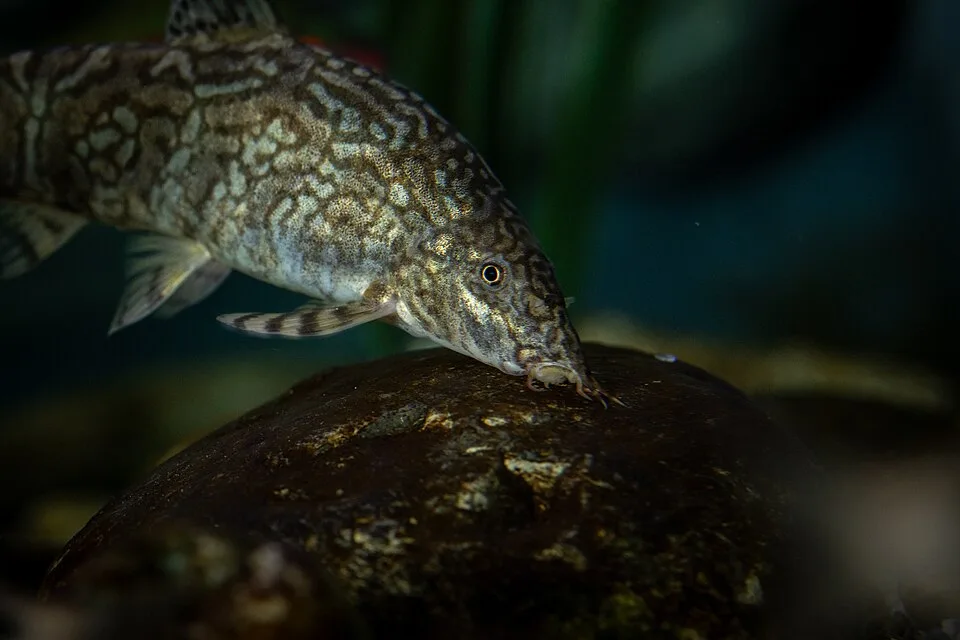 Peixe com padrões cinzentos e castanhos sobre uma rocha escura em ambiente aquático