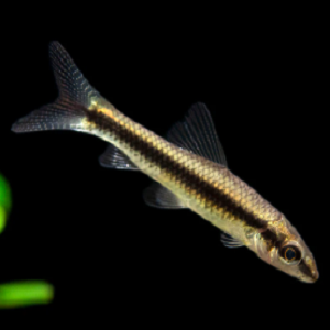 Peixe pequeno com corpo prateado e faixa escura nadando em fundo preto