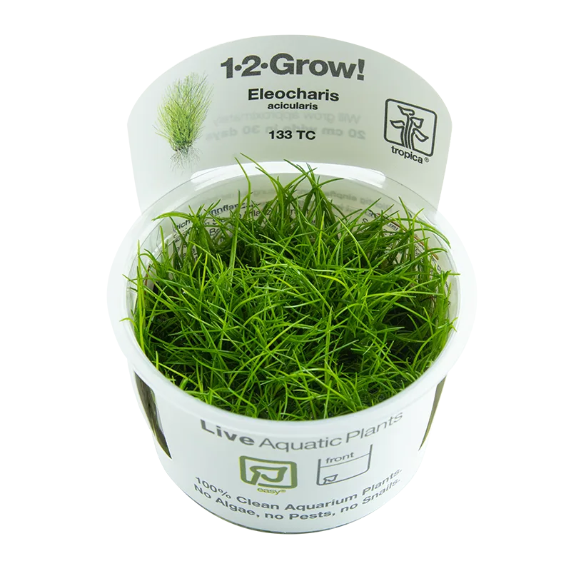 Vaso com plantas aquáticas Eleocharis acicularis e etiquetas informativas