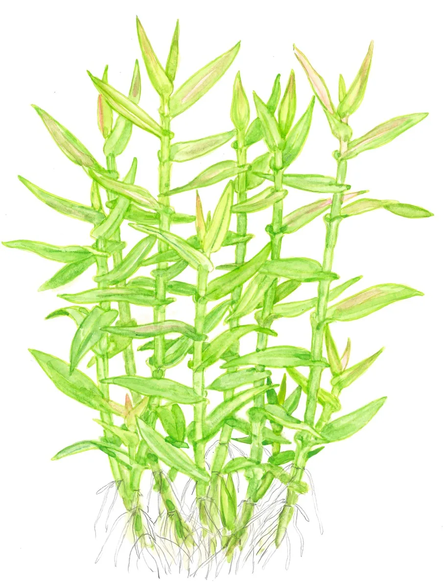 Ilustração de planta verde com folhas e raízes em fundo branco