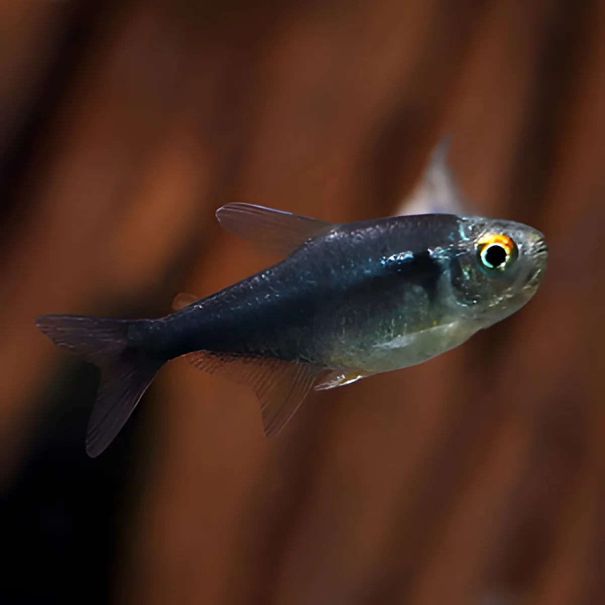 Peixe azul metálico com olhos amarelos e pretos em fundo castanho desfocado