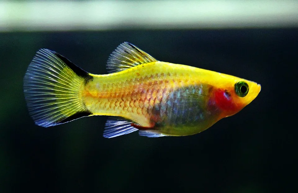 Peixe amarelo translúcido com nadadeiras e detalhe vermelho na cabeça