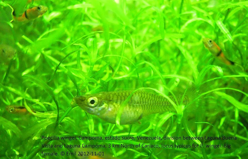 Peixe Poecilia wingei em aquário com plantas verdes e texto sobre a espécie.