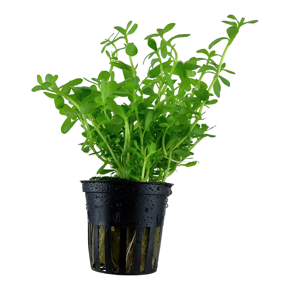Planta verde em vaso preto com gotas de água