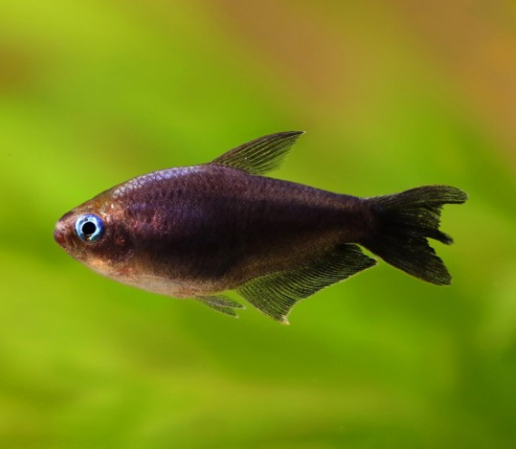 Peixe tropical escuro com olhos azuis em água verde