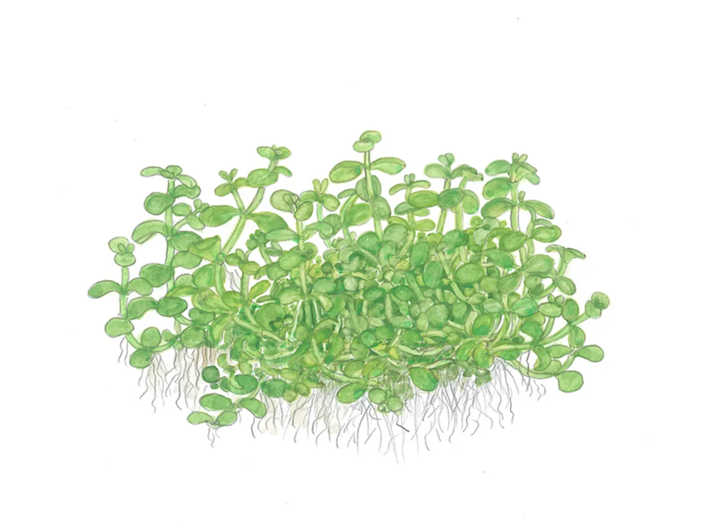 Ilustração de plantas verdes pequenas com raízes
