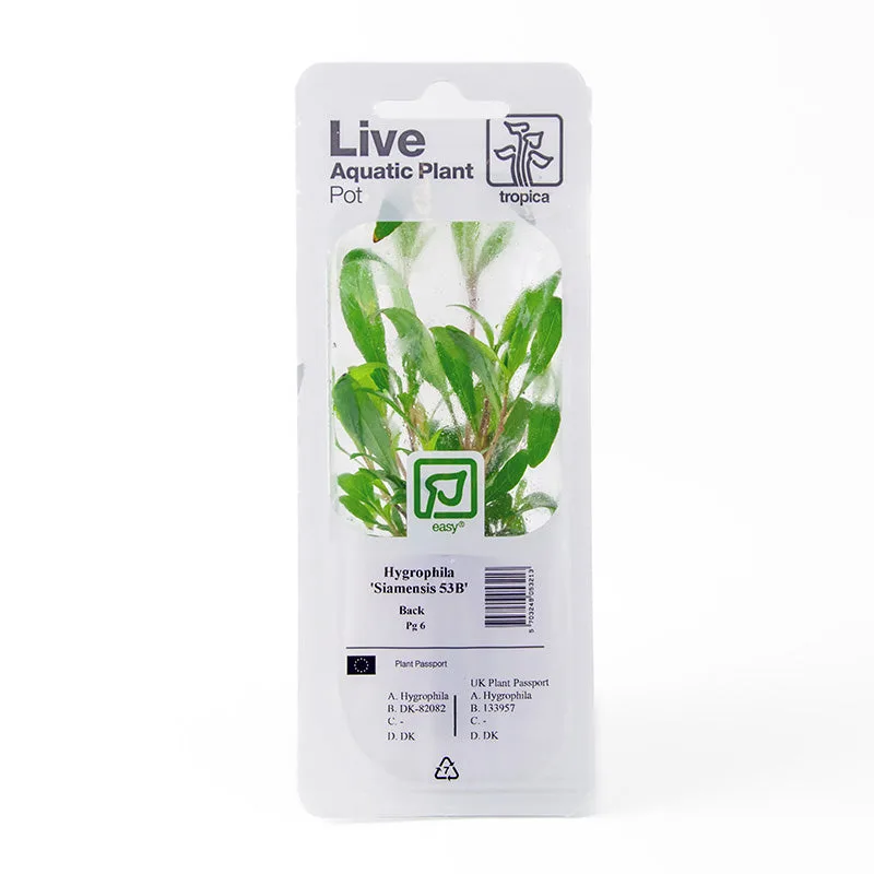 Embalação de planta aquática Hygrophila em plástico branco.