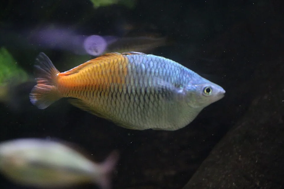 Peixe de aquário azul claro e laranja em fundo escuro