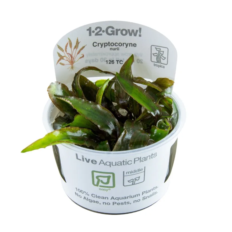 Planta aquática Cryptocoryne nurii em recipiente branco com texto explicativo